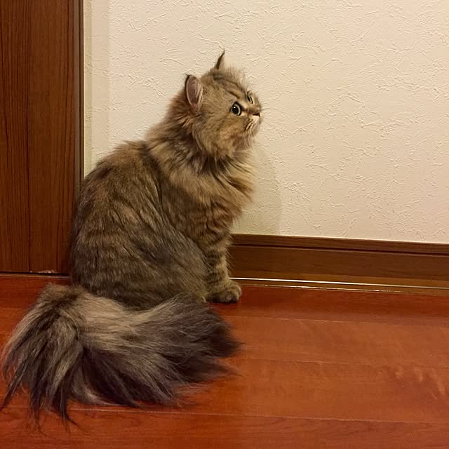 butachanさんの実例写真