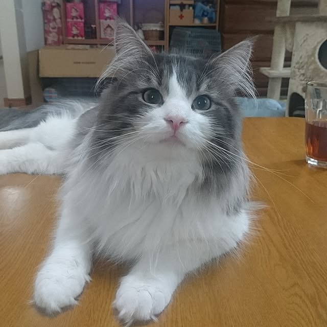 shinobuさんの実例写真