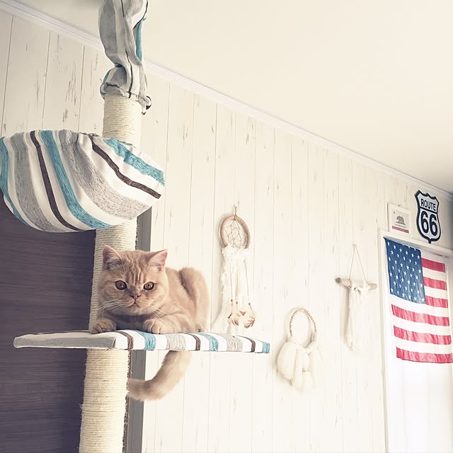 cocoさんの実例写真