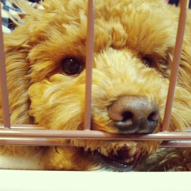 tomoki.さんの実例写真