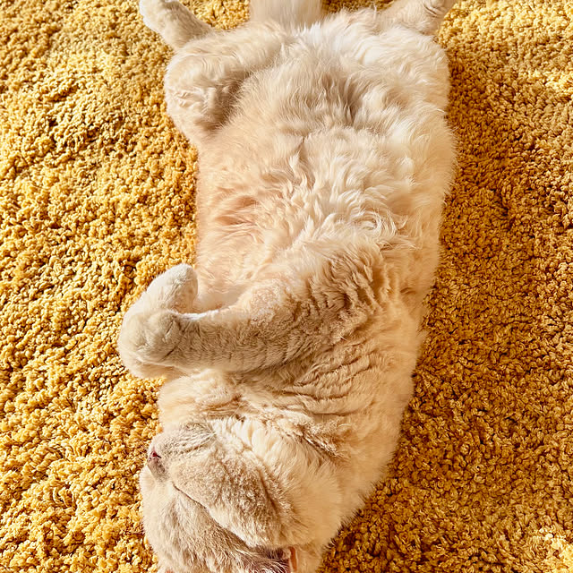 naokoさんの部屋