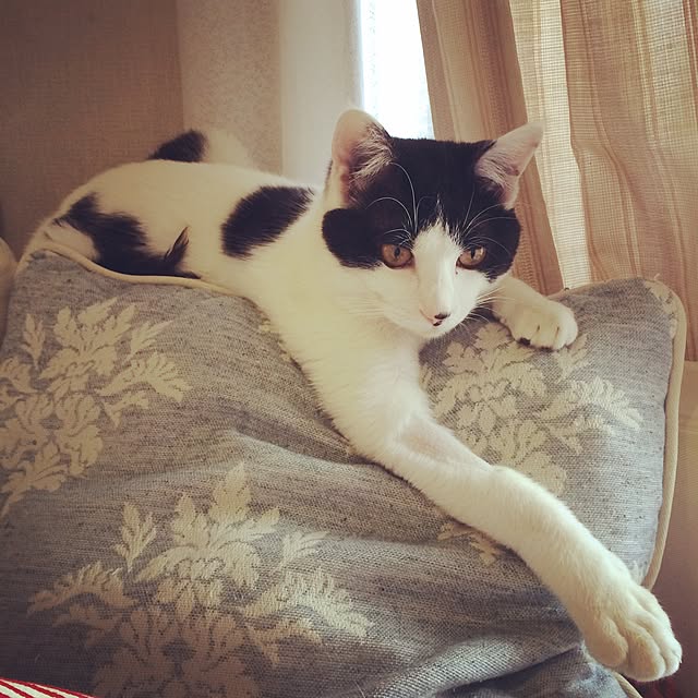 asaさんの実例写真