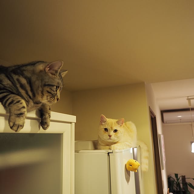 y.k.0123さんの実例写真