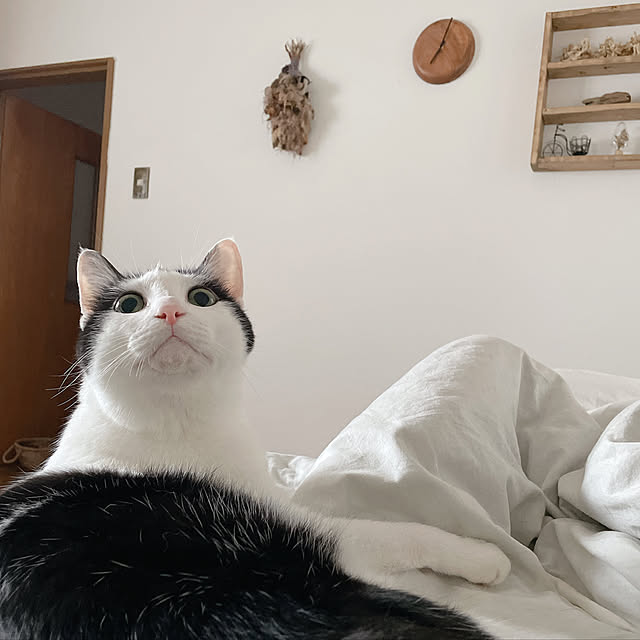 harukaさんの実例写真