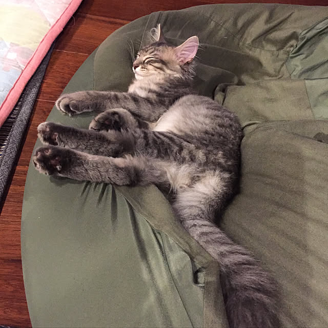 popoさんの実例写真