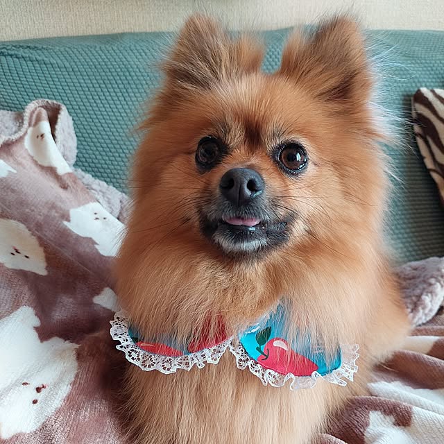 momoさんの実例写真
