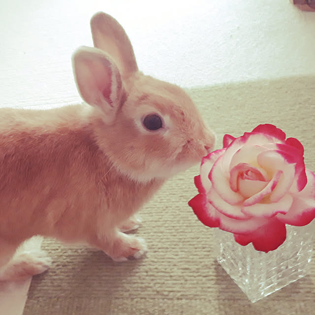 aiさんの実例写真