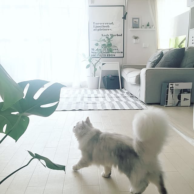 cocoさんの実例写真