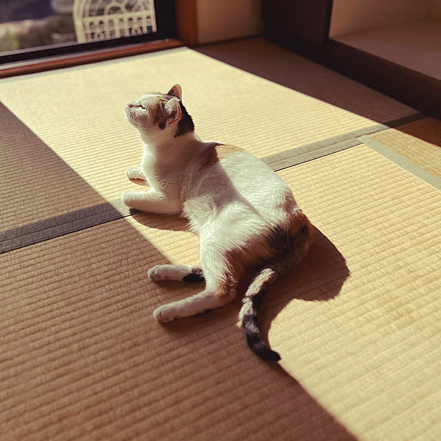 coedodecoさんの実例写真