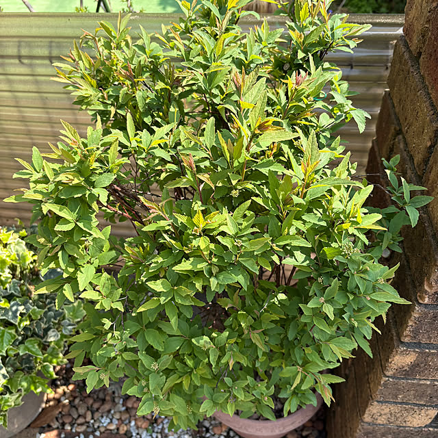 nannoさんの部屋