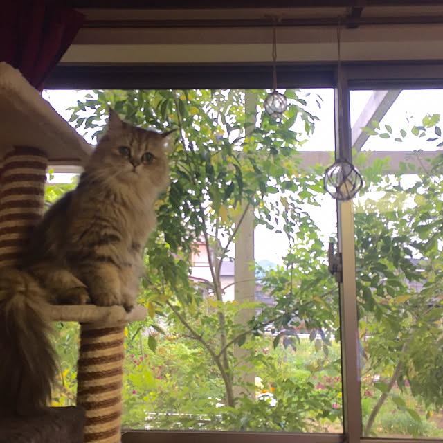 butachanさんの実例写真