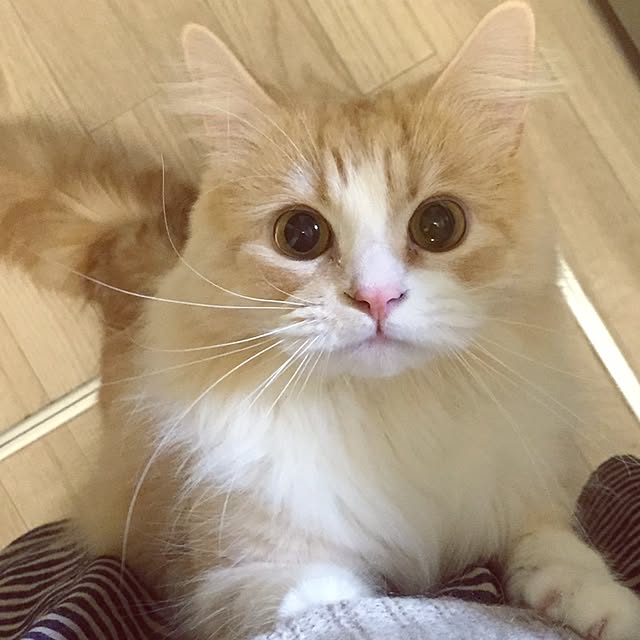 favorlyさんの実例写真