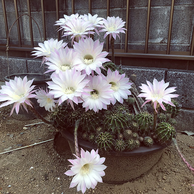yagikoさんの実例写真