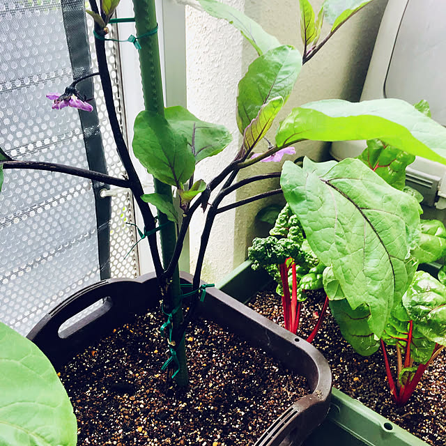 hanachanさんの部屋