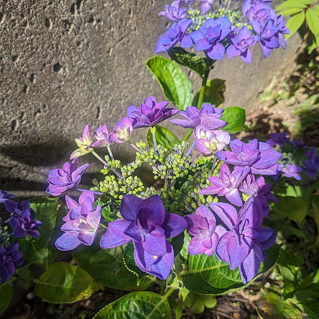 niko_mamaさんの実例写真
