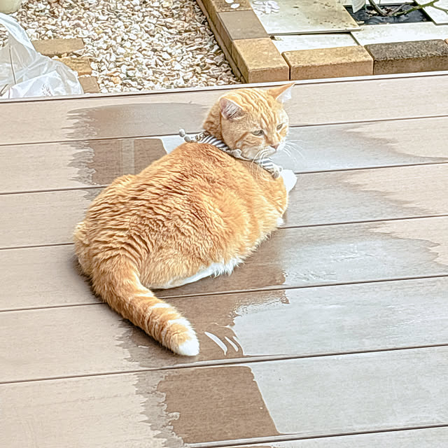 moolさんの実例写真