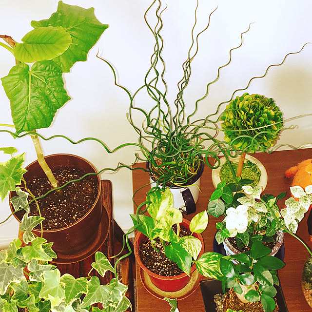 100lattiさんの実例写真