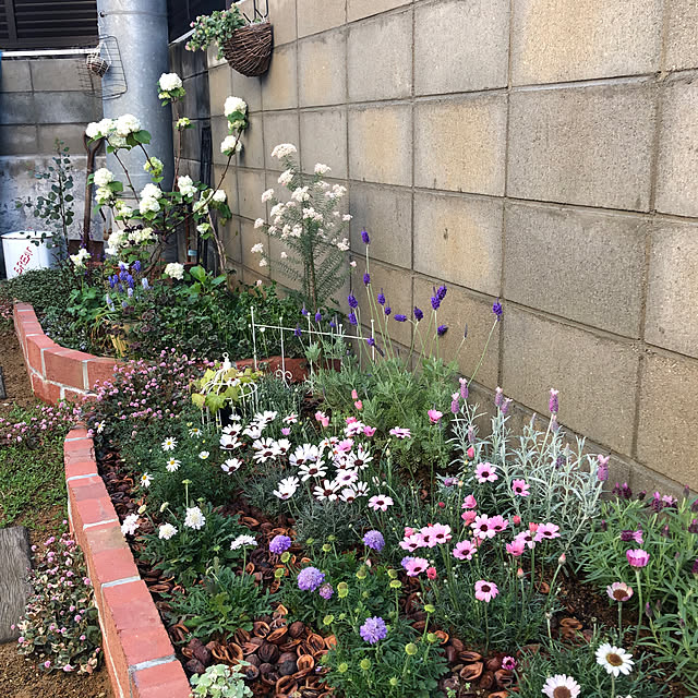 手作り花壇/可愛いお花達❁⃘*.ﾟ/花のある暮らし/成長が楽しみ♬/いつもありがとうございます♡...などのインテリア実例 - 2020-03-29 07:59:40