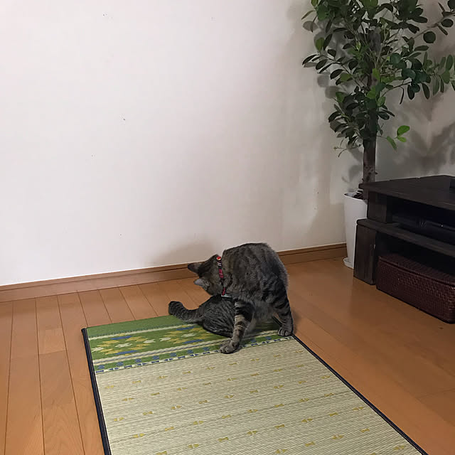 mikan161さんの実例写真