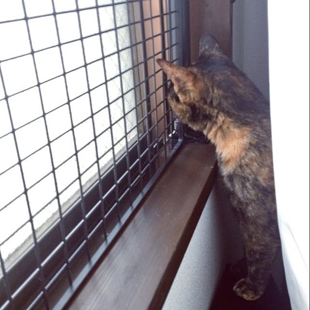 hirukumaさんの実例写真