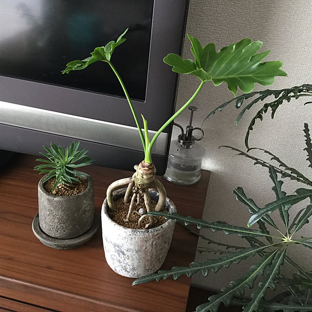 chapiさんの実例写真