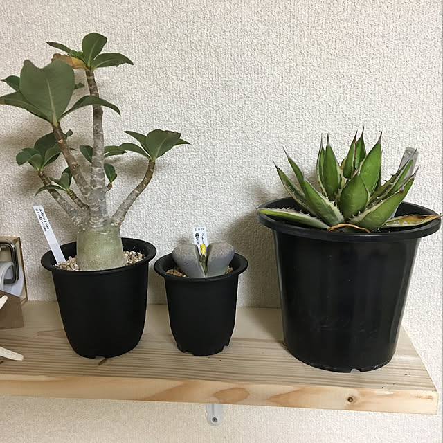KANSOさんの実例写真