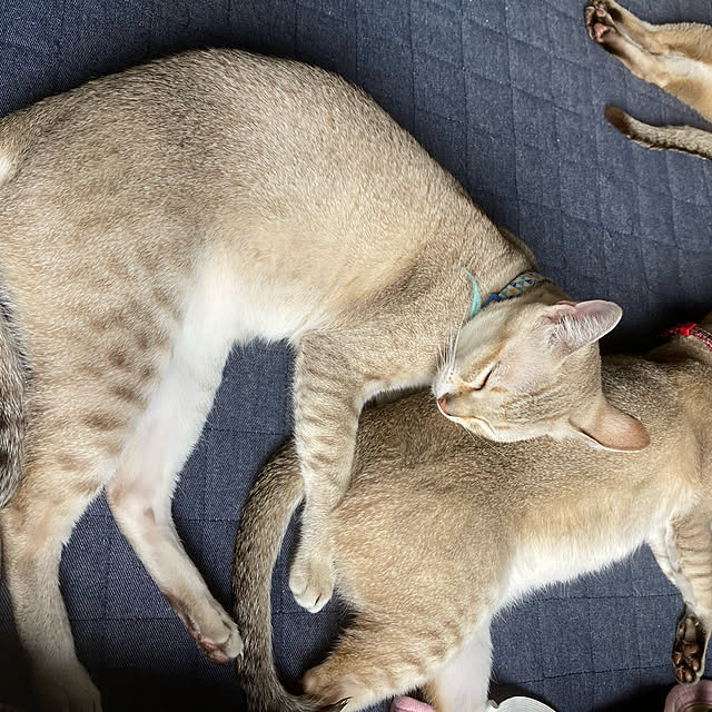 mokurenさんの実例写真