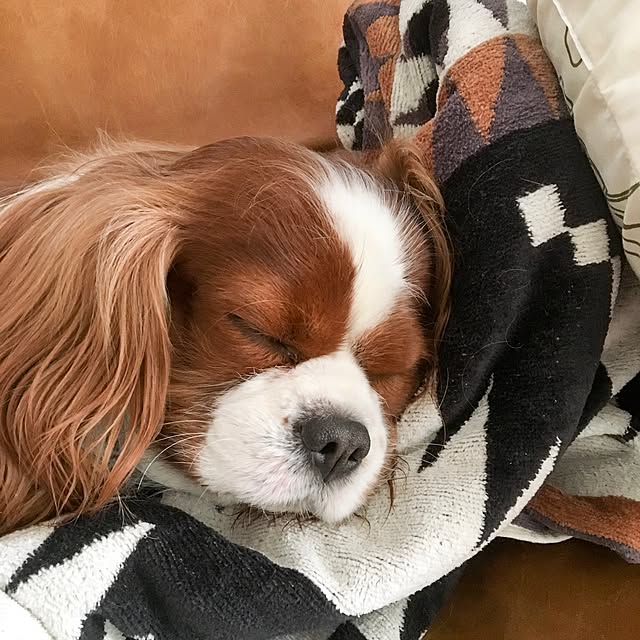 miyaさんの実例写真
