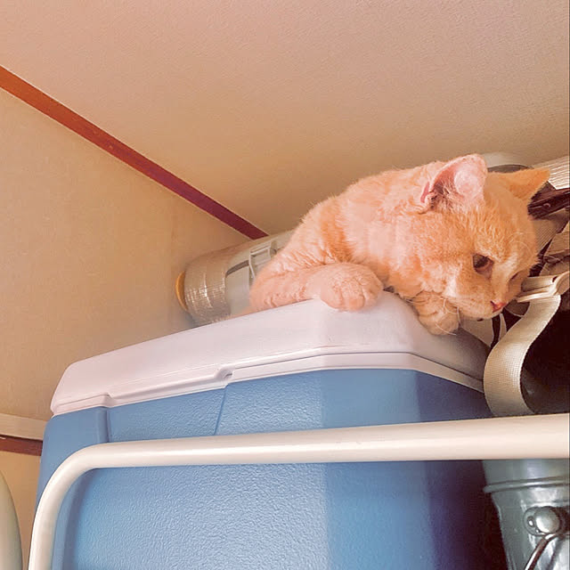 naokoさんの実例写真