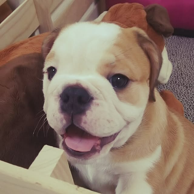 panchobiさんの実例写真