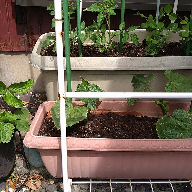 ameamekaasanさんの部屋