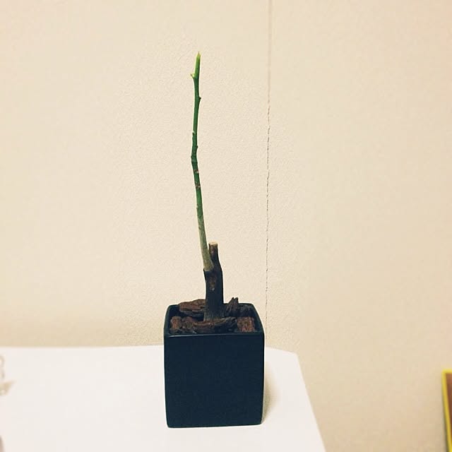 L.さんの実例写真