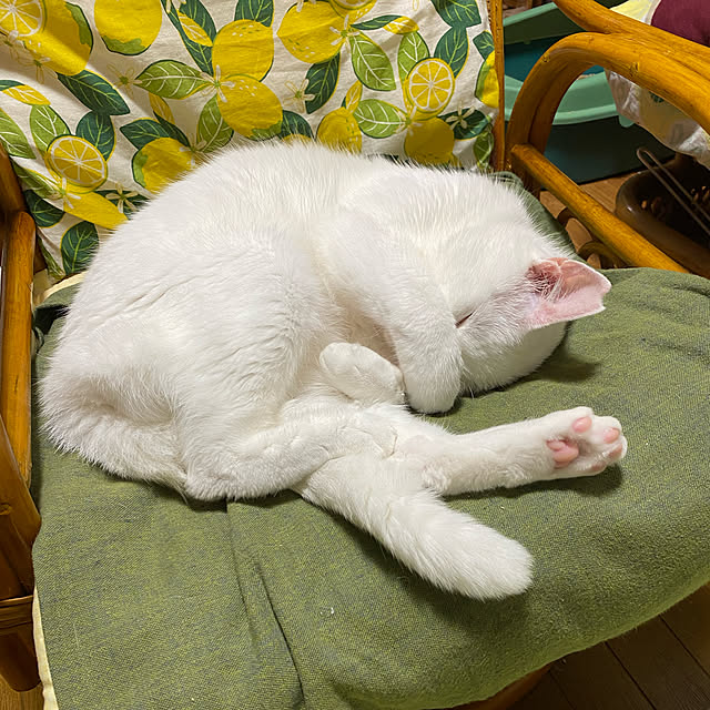 SHIHOさんの実例写真