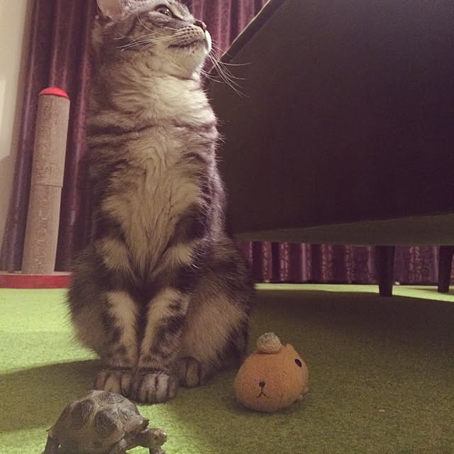 mikomaruさんの実例写真
