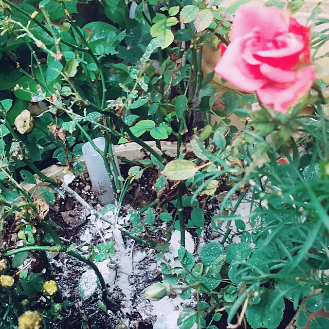 Harumiさんの実例写真