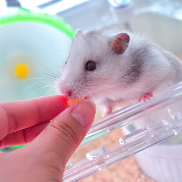suzyさんの実例写真