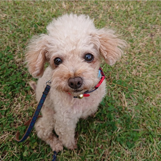 nekosamaさんの実例写真