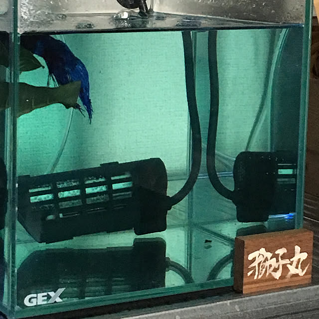 tetra163さんの実例写真