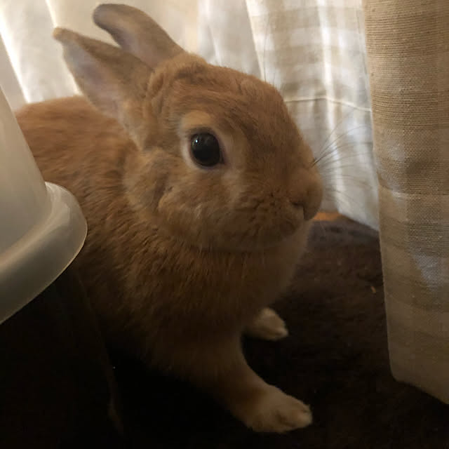 pikarunさんの実例写真