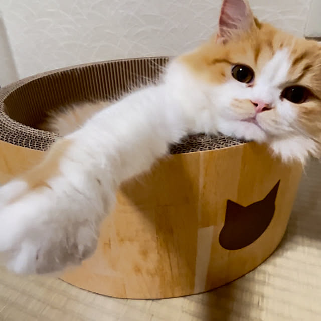 junさんの実例写真