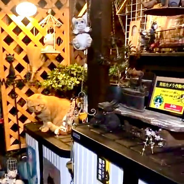 butachanさんの実例写真