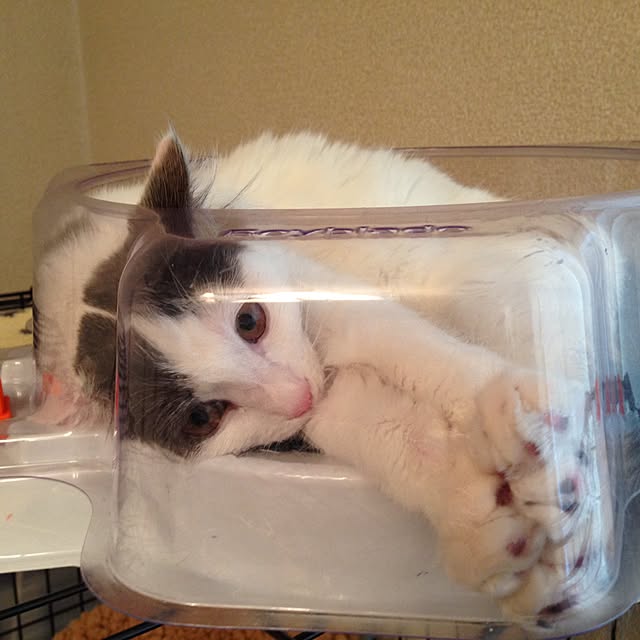 実例写真