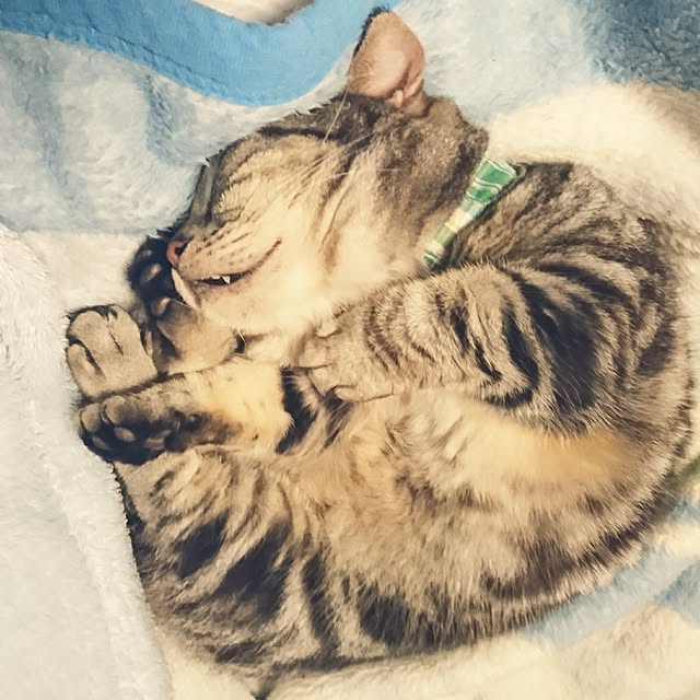 ベッド周り/ねこのいる日常/ねこばかりですいません/ねこが好き/ねこと暮らす。...などのインテリア実例 - 2017-05-03 23:48:23