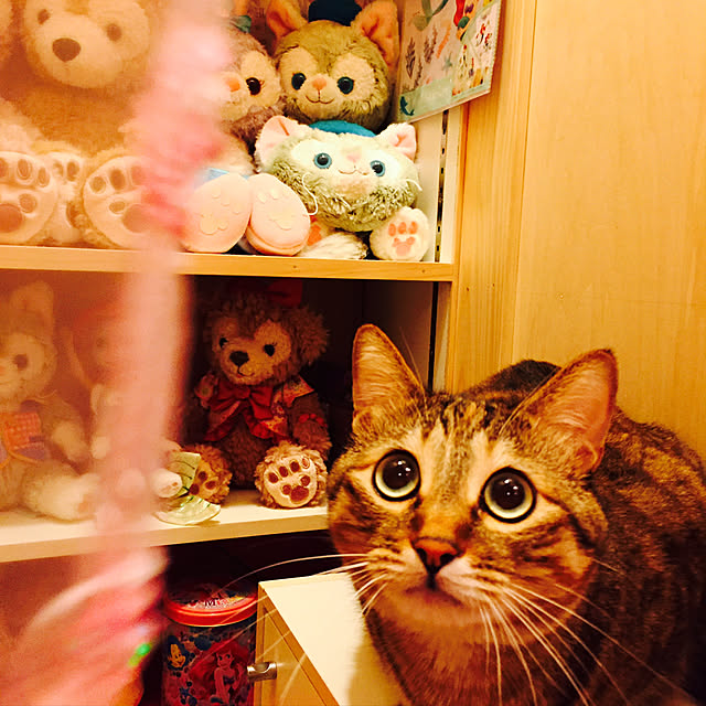 MASAさんの実例写真