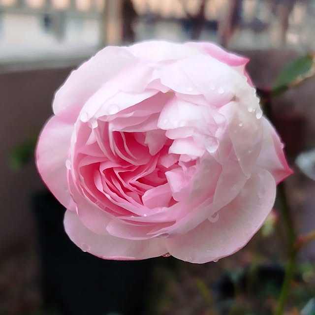 hiromimiさんの実例写真