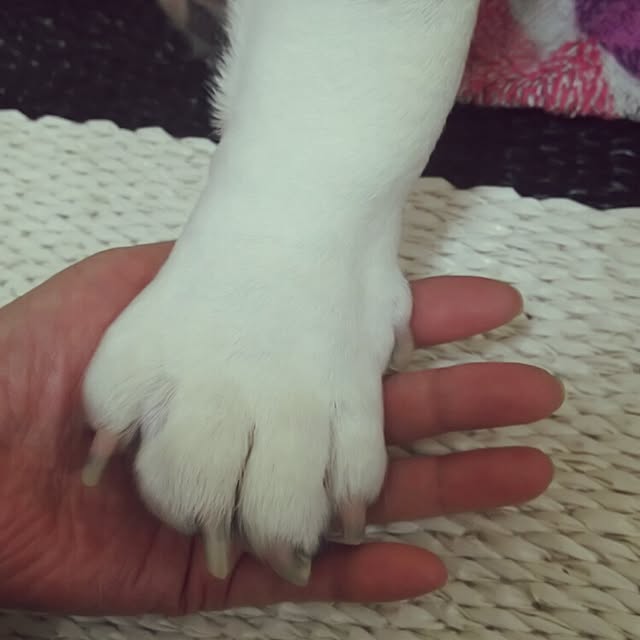 panchobiさんの実例写真