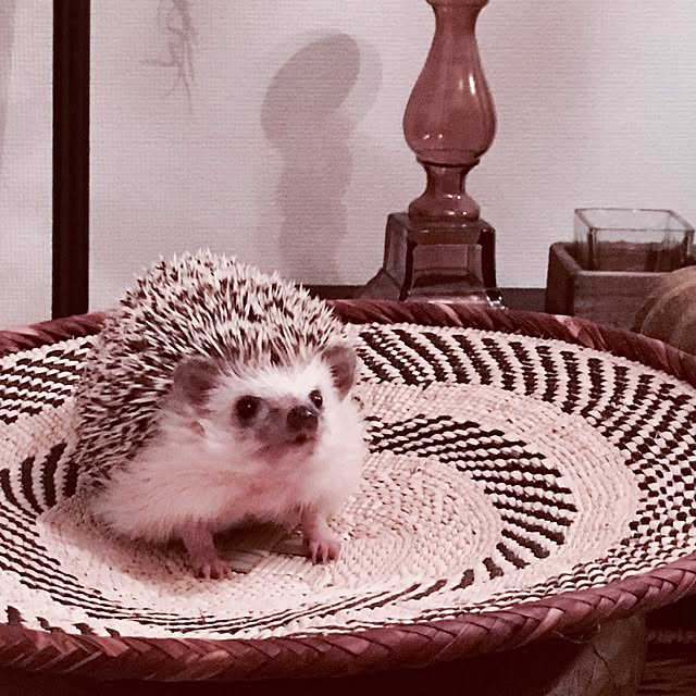 saokoさんの実例写真