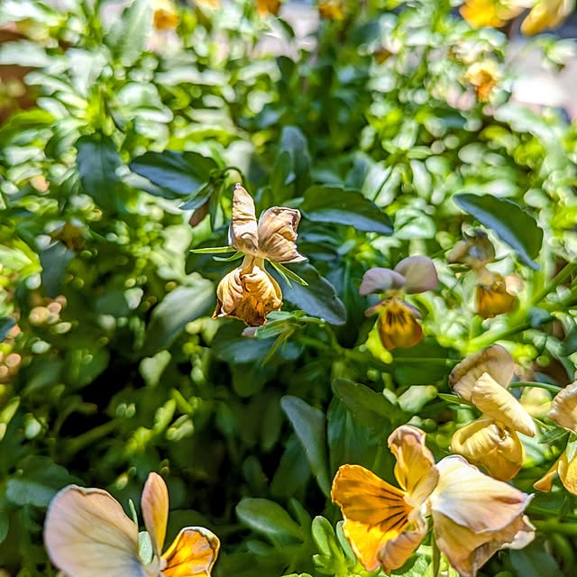 mi-saさんの部屋