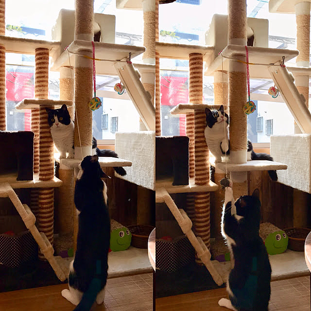 butachanさんの実例写真