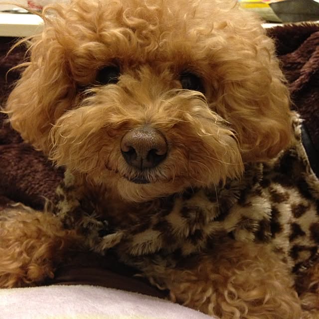 rookuさんの実例写真